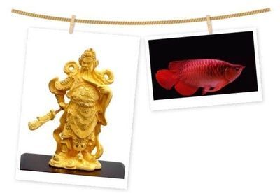 龍魚配財神（龍魚與財神魚混養注意事項） 龍魚配財神（龍魚與財神魚混養注意事項） 龍魚百科 第2張