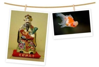 龍魚配財神（龍魚與財神魚混養注意事項） 龍魚配財神（龍魚與財神魚混養注意事項） 龍魚百科 第1張