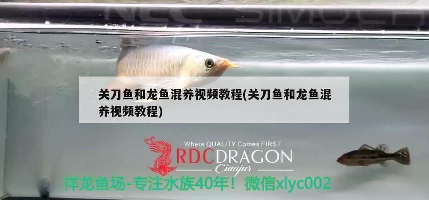 龍魚和刀魚混養(yǎng)：龍魚與關(guān)刀魚的混養(yǎng)成功的關(guān)鍵