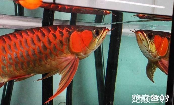 如何讓龍魚珠鱗快速全亮