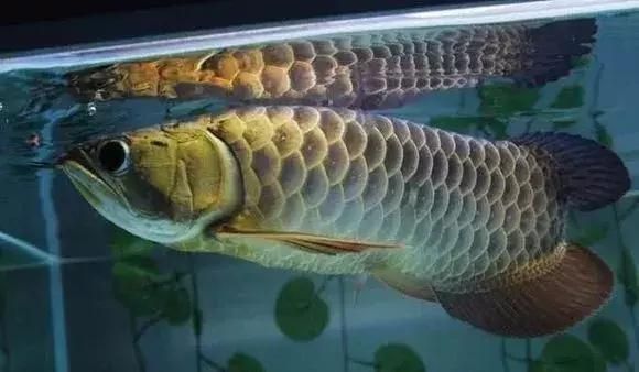 紅龍魚怎樣養上色快又好看圖片（紅龍魚怎樣養上色快又好看圖片大全）