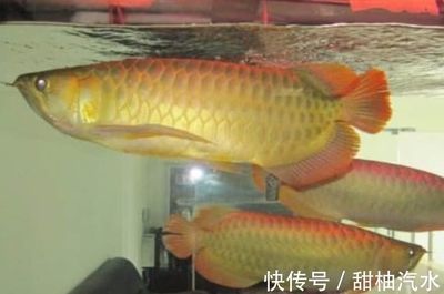 龍魚觀賞魚類有哪些：關于龍魚的一些詳細信息