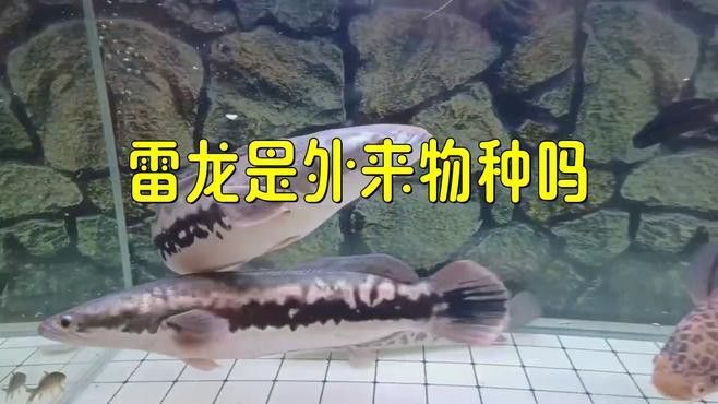 云南雷龍魚(yú)值錢嗎知乎