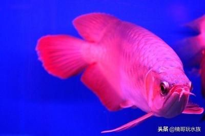 比紅龍魚貴的魚叫什么名字：比紅龍魚更昂貴的魚種