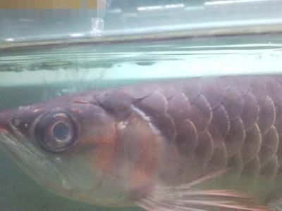 龍魚蒙眼老三樣是什么:龍魚蒙眼怎么辦 龍魚百科 第2張 龍魚蒙眼老三樣是什么:龍魚蒙眼怎么辦 龍魚蒙眼老三樣是什么:龍魚蒙眼怎么辦 龍魚百科 第2張