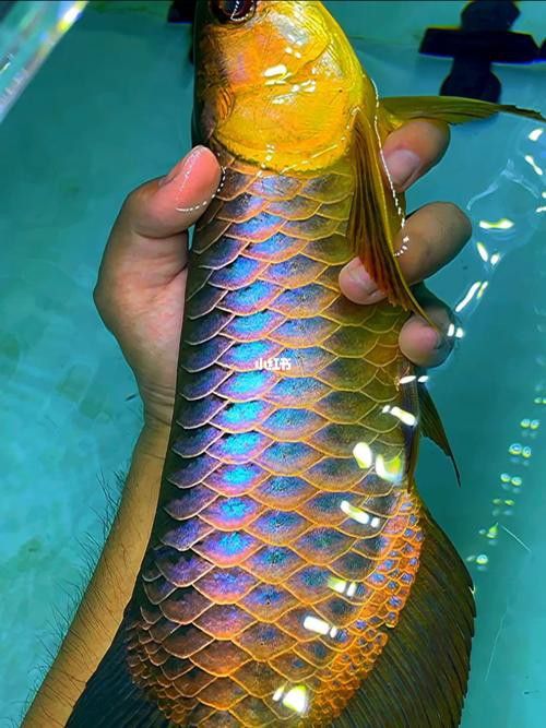 藍寶石金龍魚圖片高清
