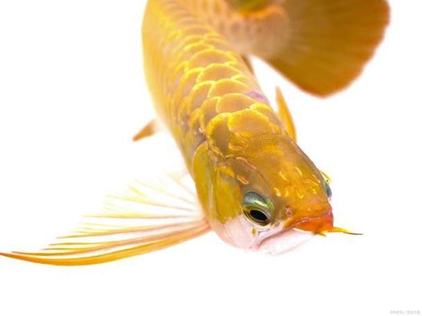 藍寶石金龍魚圖片高清