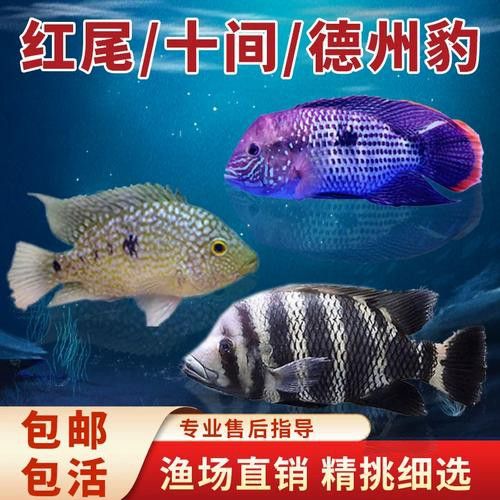 藍寶石金龍魚圖片高清