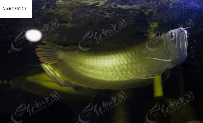 藍寶石金龍魚圖片高清