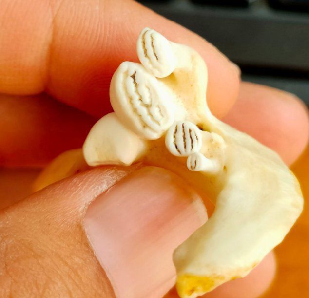 鯉魚有牙齒嗎會(huì)咬人嗎