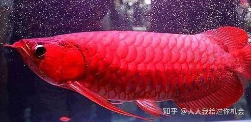 紅龍魚長的慢怎么辦：紅龍魚生長緩慢怎么辦