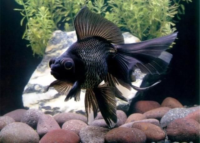 適合跟龍魚混養(yǎng)的黑色熱帶魚：如何選擇適合與龍魚混養(yǎng)的黑色熱帶魚
