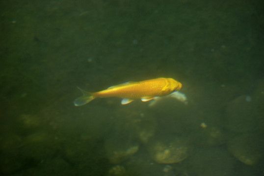 金龍魚特渠，金龍魚特渠業(yè)務(wù)的市場競爭力