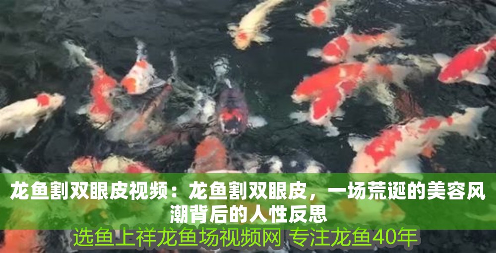 龍魚割雙眼皮視頻：龍魚割雙眼皮，一場(chǎng)荒誕的美容風(fēng)潮背后的人性反思