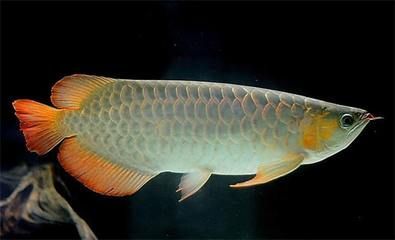 龍魚活食喂什么：如何自制龍魚活食飼料 龍魚活食喂什么：如何自制龍魚活食飼料 龍魚百科 第4張