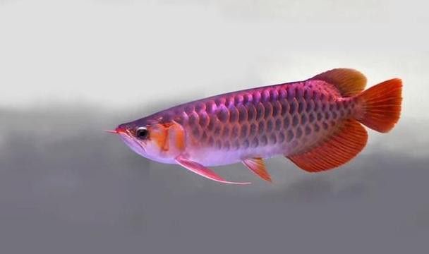 紅龍魚怎么樣發色好看圖片