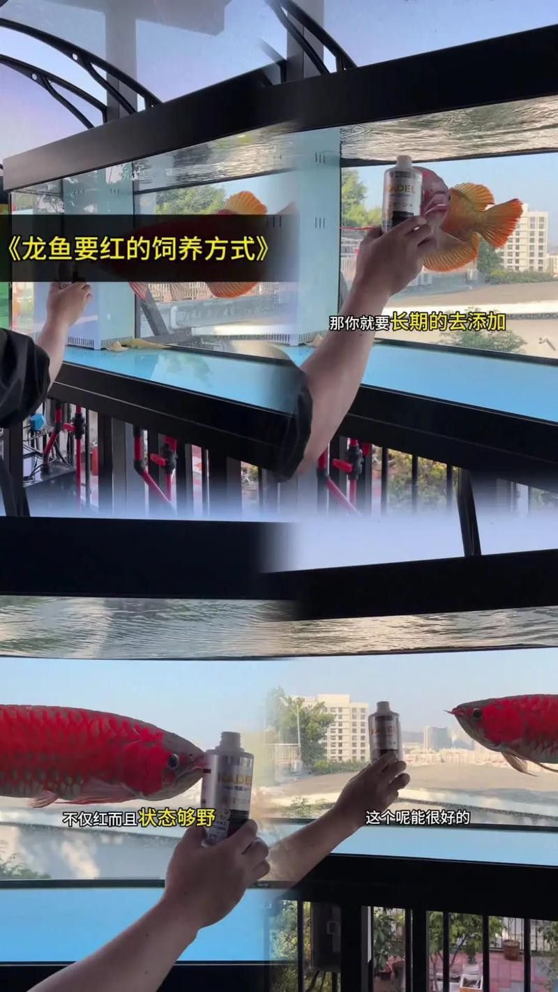 紅龍魚怎么樣發色好看圖片