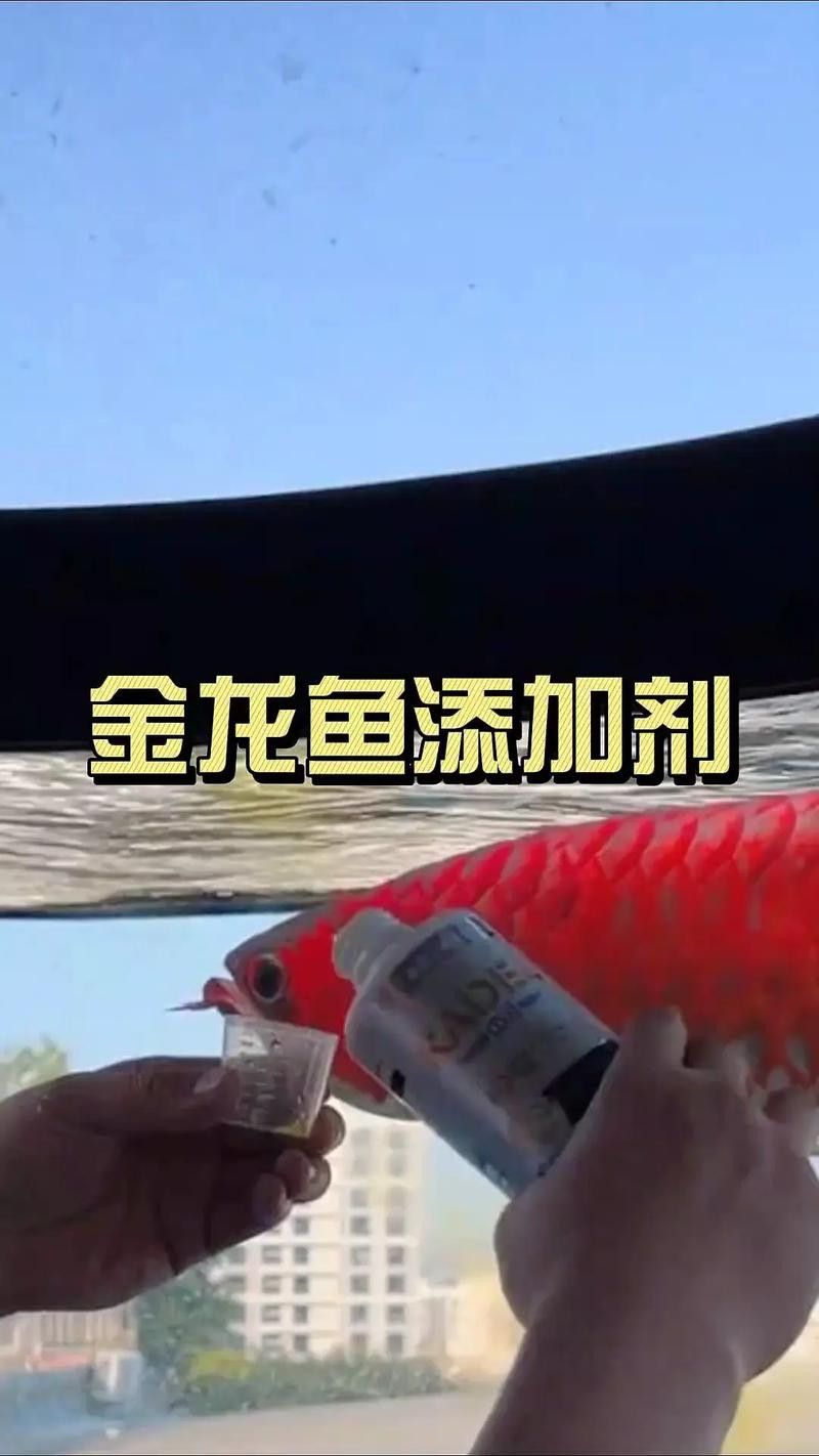 紅龍魚怎么樣發色好看圖片