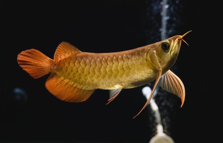 紅龍魚怎么樣發色好看圖片