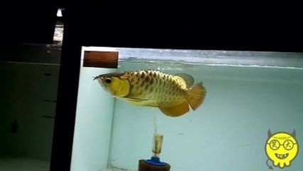 24k金龍魚什么意思啊：\"24k金龍魚寓意24k金龍魚寓意24k金龍魚 24k金龍魚什么意思?。篭"24k金龍魚寓意24k金龍魚寓意24k金龍魚 龍魚百科 第3張