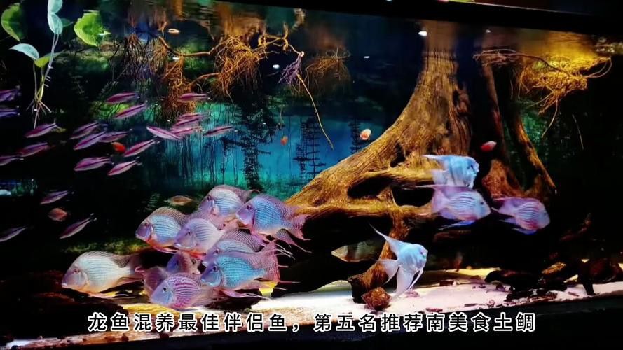 羅非魚可以和龍魚混養嗎圖片大全