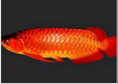 龍魚停止進口怎么辦：面對龍魚進口停滯的問題，我們應該從不同層面進行思考和應對