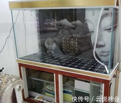 只養一條龍魚好不好：養招財龍魚的基本方法 只養一條龍魚好不好：養招財龍魚的基本方法 龍魚百科 第5張