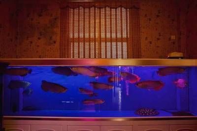 龍魚真的可以擋災(zāi)嗎視頻：龍魚是否能擋災(zāi)？