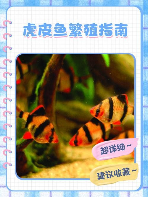 虎斑恐龍魚繁殖周期多長啊圖片