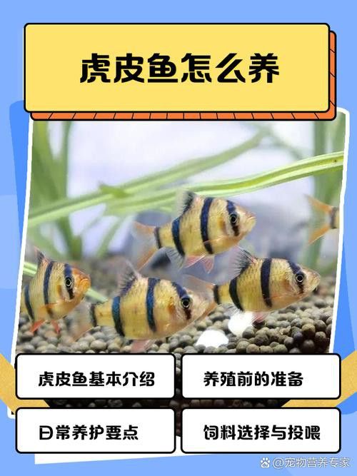 虎斑恐龍魚繁殖周期多長啊圖片