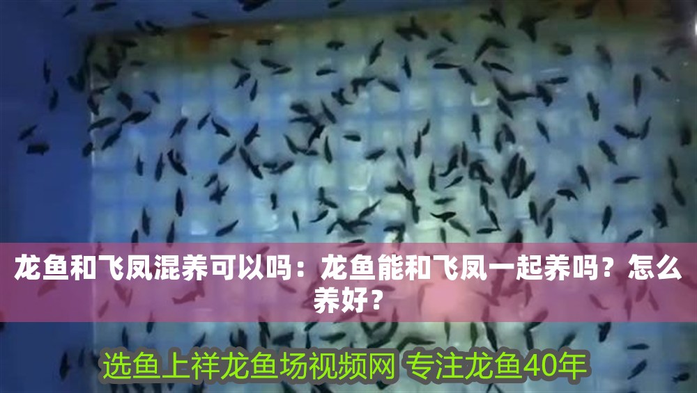 龍魚和飛鳳混養可以嗎：龍魚能和飛鳳一起養嗎？怎么養好？