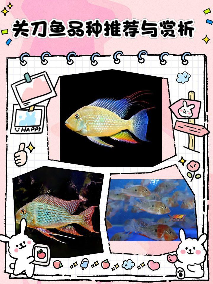 哪種關(guān)刀魚最好看又好養(yǎng)
