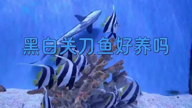 哪種關刀魚最好看又好養