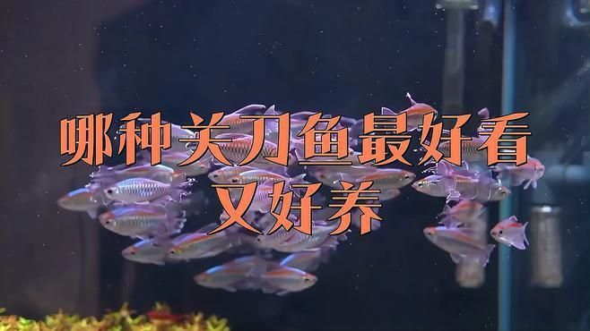 哪種關(guān)刀魚最好看又好養(yǎng)
