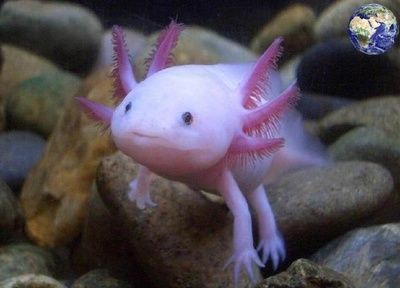 飼養六角龍魚需要注意什么？：六角龍魚飼養注意事項 飼養六角龍魚需要注意什么？：六角龍魚飼養注意事項 龍魚百科 第1張