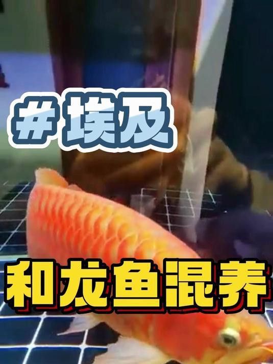 彩蝶埃及缸可以養龍魚嗎視頻 彩蝶埃及缸可以養龍魚嗎視頻 龍魚百科 第2張