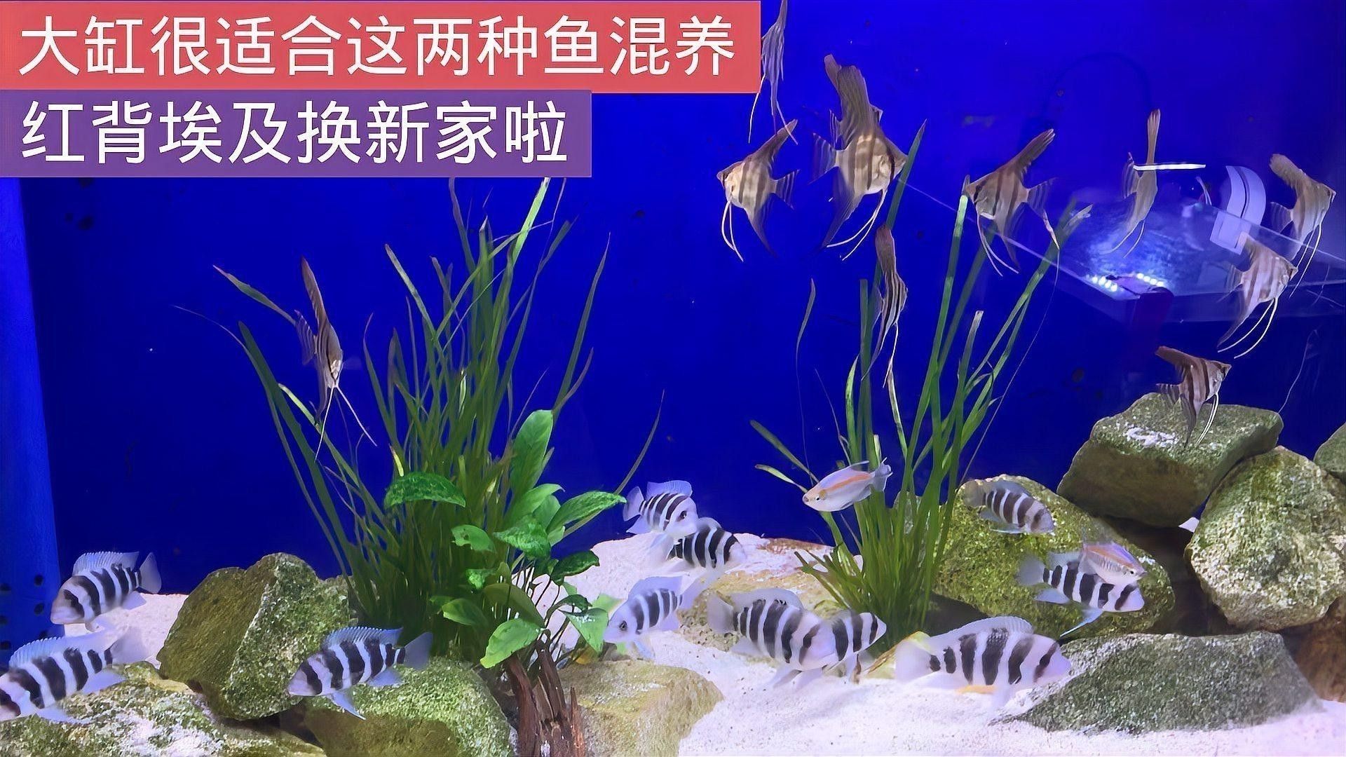 彩蝶埃及缸可以養龍魚嗎視頻 彩蝶埃及缸可以養龍魚嗎視頻 龍魚百科 第1張