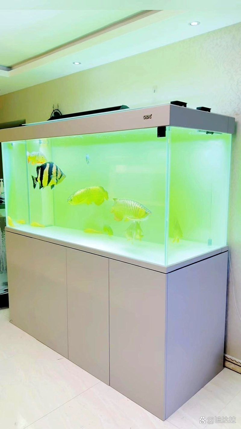 彩蝶埃及缸可以養龍魚嗎視頻 彩蝶埃及缸可以養龍魚嗎視頻 龍魚百科 第3張