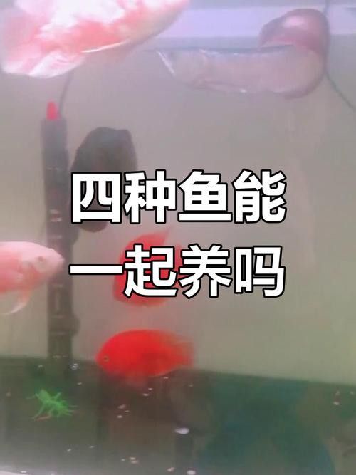 銀龍魚可以和什么魚一起養(yǎng)鸚鵡魚呢圖片