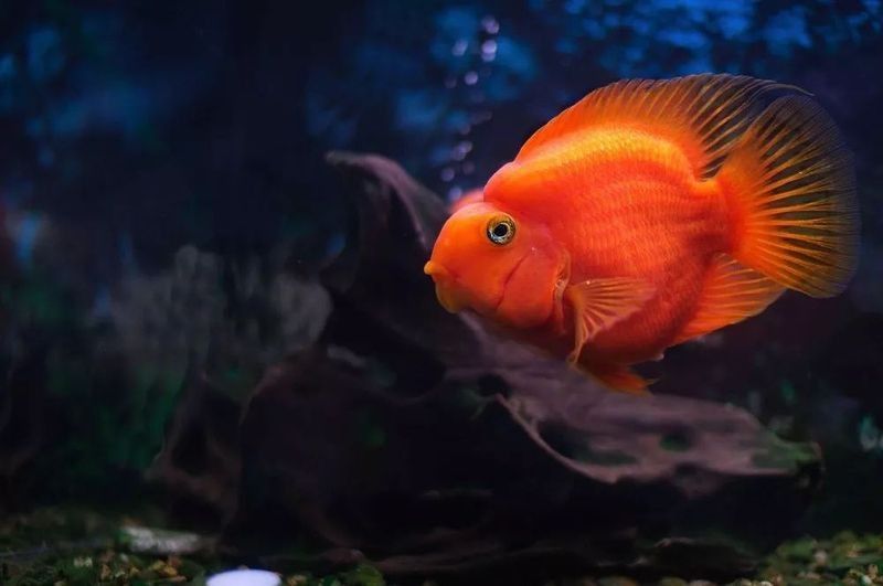 銀龍魚可以和什么魚一起養(yǎng)鸚鵡魚呢圖片