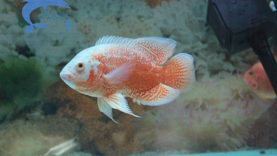 銀龍魚可以和什么魚一起養(yǎng)鸚鵡魚呢圖片