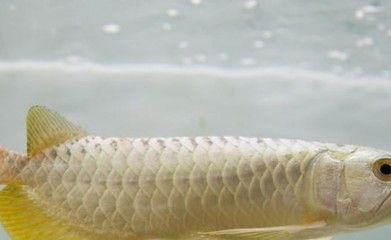 金龍魚不吃食怎么辦：金龍魚不吃食怎么辦360問答金龍魚不吃食怎么回事