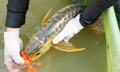 金龍魚不吃食怎么辦：金龍魚不吃食怎么辦360問答金龍魚不吃食怎么回事