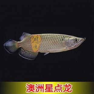 龍魚有小型的嗎圖片