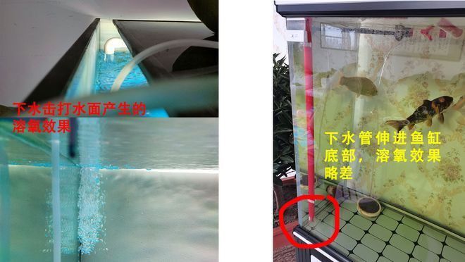 海南養(yǎng)龍魚需要加溫不加氧嗎為什么