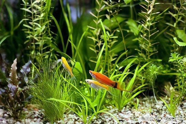 能再推薦幾種好養的熱帶魚嗎？