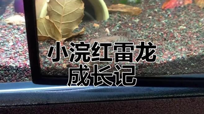 幻彩紅寶石雷龍魚多久成體