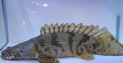 虎紋恐龍魚的壽命是多少年，虎紋恐龍魚的壽命通常在10到15年左右，其壽命可能會(huì)更長