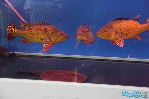 如何判斷藍(lán)背龍魚(yú)的品相好壞：如何判斷藍(lán)背龍魚(yú)的品相？