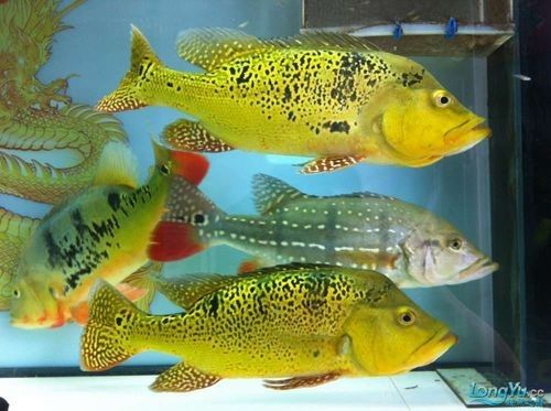如何判斷藍(lán)背龍魚(yú)的品相好壞：如何判斷藍(lán)背龍魚(yú)的品相？